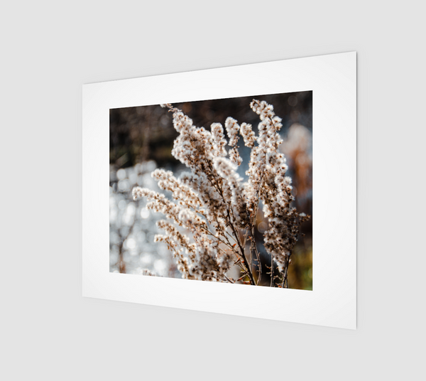 Fuzzy Fall Wildflowers Print