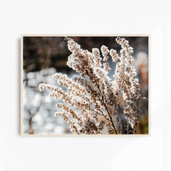 Fall Dry wildflowers art print